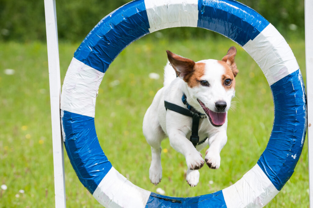 Dierenwelzijn Dierenwelzijn